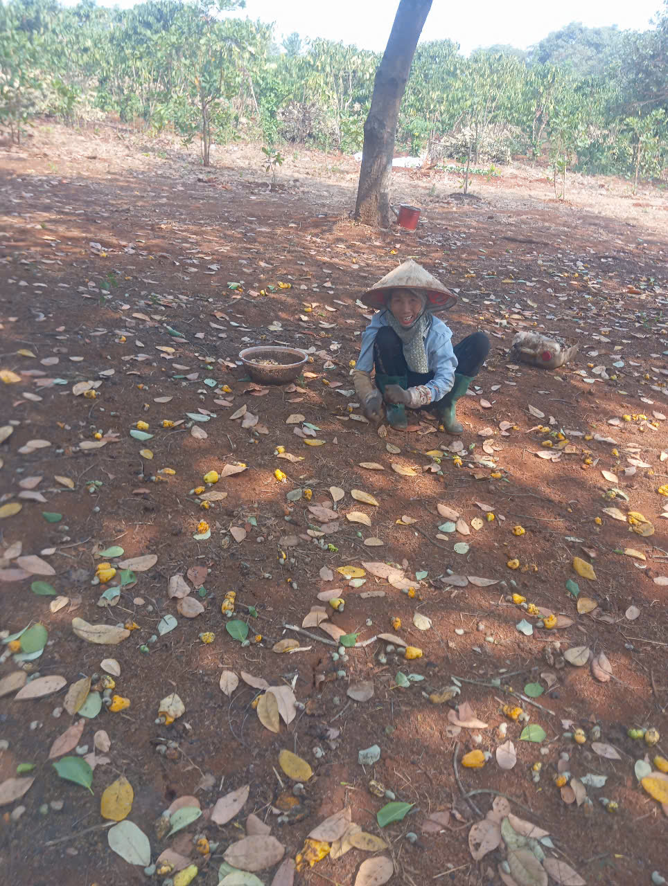 Nguồn vốn chính sách – Đòn bẩy giúp người dân Ấp 8, xã Thanh Sơn phát triển kinh tế từ cây điều